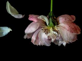 a ferido pétalas do uma murchando pluma rosa foto