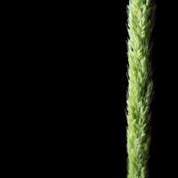 feche a erva daninha de arroz da selva de frescura em backgroud preto foto