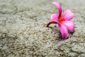 Rosa flores outono em concreto chão foto