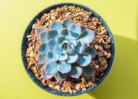 fresco folhas detalhe do echeveria pavãoii suculento plantar foto