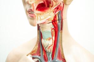 a garganta, faringe e laringe modelo anatomia para médico Treinamento curso, ensino remédio Educação. foto