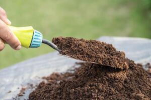 jardineiro mulher segurando turfa musgo orgânico importam melhorar solo para agricultura orgânico plantar crescente, ecologia conceito. foto