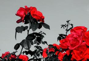 vermelho rosa flores com Preto folhas em branco fundo foto