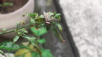 uma mosca desembarcou em uma verde folha foto