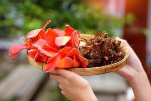 mão segurando uma cesta do fresco e seco vermelho algodão árvore flores este tailandês pessoas gostar para adicionar para muitos norte pratos tal Como Kaeng kae, Kaeng bom e khanom Jeen nam ngiao. foto