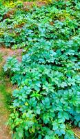 uma campo do verde plantas crescendo dentro a sujeira foto