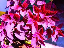 uma plantar com roxa folhas dentro uma Panela foto