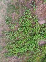 uma fragmento do verde plantas crescendo em a terra foto