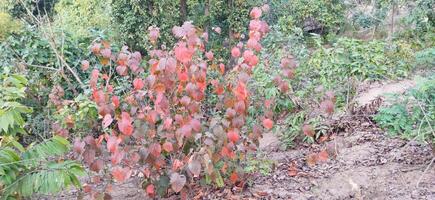 uma plantar com vermelho folhas dentro a meio do uma floresta foto