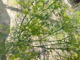 uma plantar com amarelo flores dentro a sujeira foto