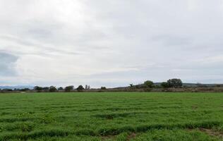 agrícola Produção do verde aveia com espaço para texto foto