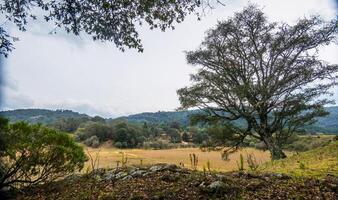 verde panorama com carvalhos e floresta árvores foto