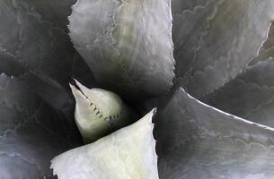 fechar-se agave americana salmiana cacto natural padronizar fundo foto