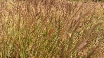 Visão do amarelo arroz Campos com borrão efeito foto