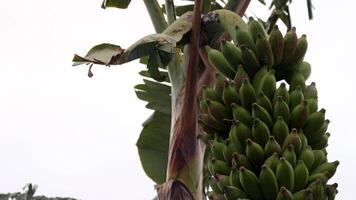 verde banana fruta em árvore foto