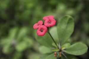 coroa de espinhos, serena flor, eufórbio milii foto