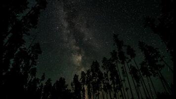 a leitoso caminho galáxia acima a silhuetas do árvores estrelado noite fundo. foto