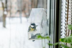 titmouse tem sementes dentro uma transparente alimentador, dentro inverno, lado visualizar. pássaro Cuidado dentro inverno foto