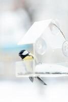 titmouse tem sementes dentro uma transparente alimentador, dentro inverno, lado visualizar. pássaro Cuidado dentro inverno foto