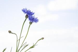 centaurea ciano. azul flores do centáureas. floral abstrato fundo. foto