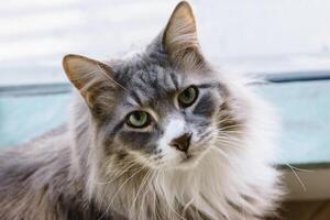 maine coon gato com verde olhos e cinzento pele foto