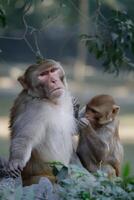 par do macacos noivando dentro clássico aliciamento comportamento dentro uma jardim zoológico foto