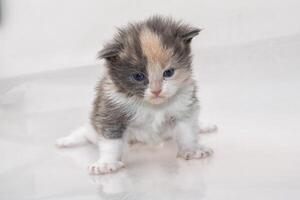 gato maine coon foto