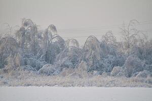 floresta de inverno bonito foto