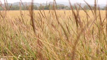 Visão do amarelo arroz Campos com borrão efeito foto
