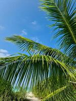 tropical Palma árvores contra a profundo azul céu do a Maldivas. foto