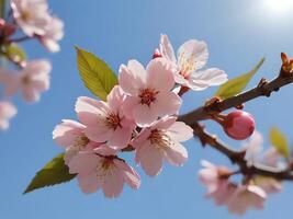 ai gerado cereja flores em uma ramo com a Sol brilhando foto