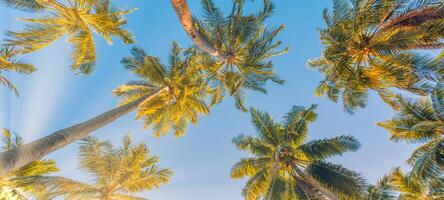 verão período de férias bandeira. romântico vibrações do tropical Palma árvore luz solar em céu fundo. ao ar livre pôr do sol exótico folhagem fechar-se natureza panorama. coco Palma árvores brilhando Sol sobre brilhante céu panorama foto