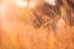 amarelo seco Relva Prado, abstrato suave foco pôr do sol campo panorama caloroso dourado hora pôr do sol nascer do sol tempo. tranquilo Primavera verão natureza fechar-se e borrado floresta fundo. idílico vintage natureza foto