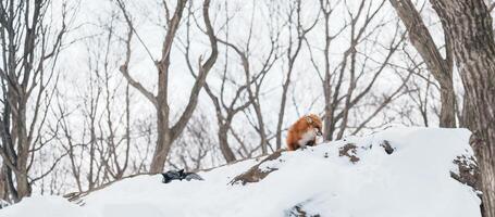 fofa Raposa em neve dentro inverno estação às zao Raposa Vila, miyagi prefeitura, Japão. ponto de referência e popular para turistas atração perto Sendai, Tohoku região, Japão. viagem e período de férias conceito foto