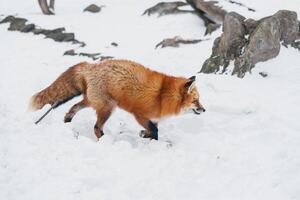 fofa Raposa em neve dentro inverno estação às zao Raposa Vila, miyagi prefeitura, Japão. ponto de referência e popular para turistas atração perto Sendai, Tohoku região, Japão. viagem e período de férias conceito foto