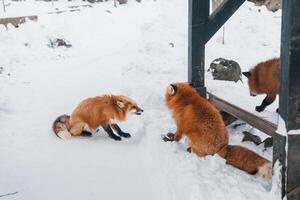 fofa Raposa em neve dentro inverno estação às zao Raposa Vila, miyagi prefeitura, Japão. ponto de referência e popular para turistas atração perto Sendai, Tohoku região, Japão. viagem e período de férias conceito foto