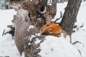 fofa Raposa em neve dentro inverno estação às zao Raposa Vila, miyagi prefeitura, Japão. ponto de referência e popular para turistas atração perto Sendai, Tohoku região, Japão. viagem e período de férias conceito foto