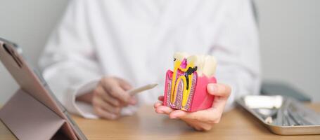 dentista com dente anatomia modelo. oral dentes decair e doença, raspar fora tártaro. marcha oral saúde, dentista dia, falso dentes. dor de dente e crianças dental saúde mês e ortodôntico saúde dia foto