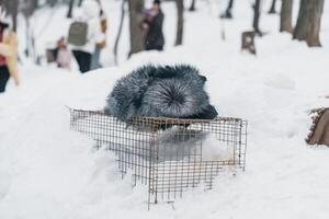 fofa Raposa em neve dentro inverno estação às zao Raposa Vila, miyagi prefeitura, Japão. ponto de referência e popular para turistas atração perto Sendai, Tohoku região, Japão. viagem e período de férias conceito foto