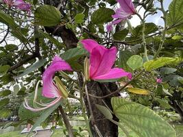 Rosa flor fechar acima tiro em a árvore foto