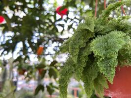verdejante samambaia folhas drapejar elegantemente a partir de uma suspensão Panela foto
