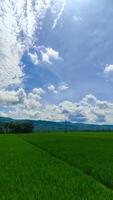 lindo arroz campo ou arroz campo panorama com azul céu nuvem foto