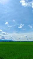 lindo arroz campo ou arroz campo panorama com azul céu nuvem foto