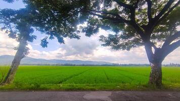 lindo panorama do arroz campo ou arroz campo com cloudscape e azul céu foto