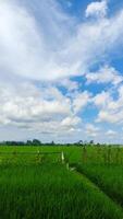 lindo panorama do arroz campo ou arroz campo com cloudscape e azul céu foto