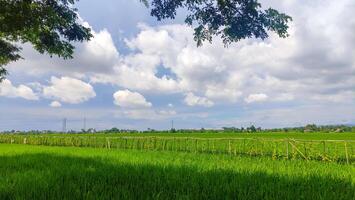 lindo panorama do arroz campo ou arroz campo com cloudscape e azul céu foto