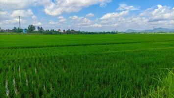 lindo panorama do arroz campo ou arroz campo com cloudscape e azul céu foto