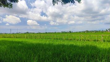 lindo panorama do arroz campo ou arroz campo com cloudscape e azul céu foto