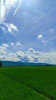 lindo arroz campo ou arroz campo panorama com azul céu nuvem foto