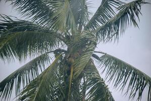 coco árvores durante pesado chuva, pingos de chuva visível foto